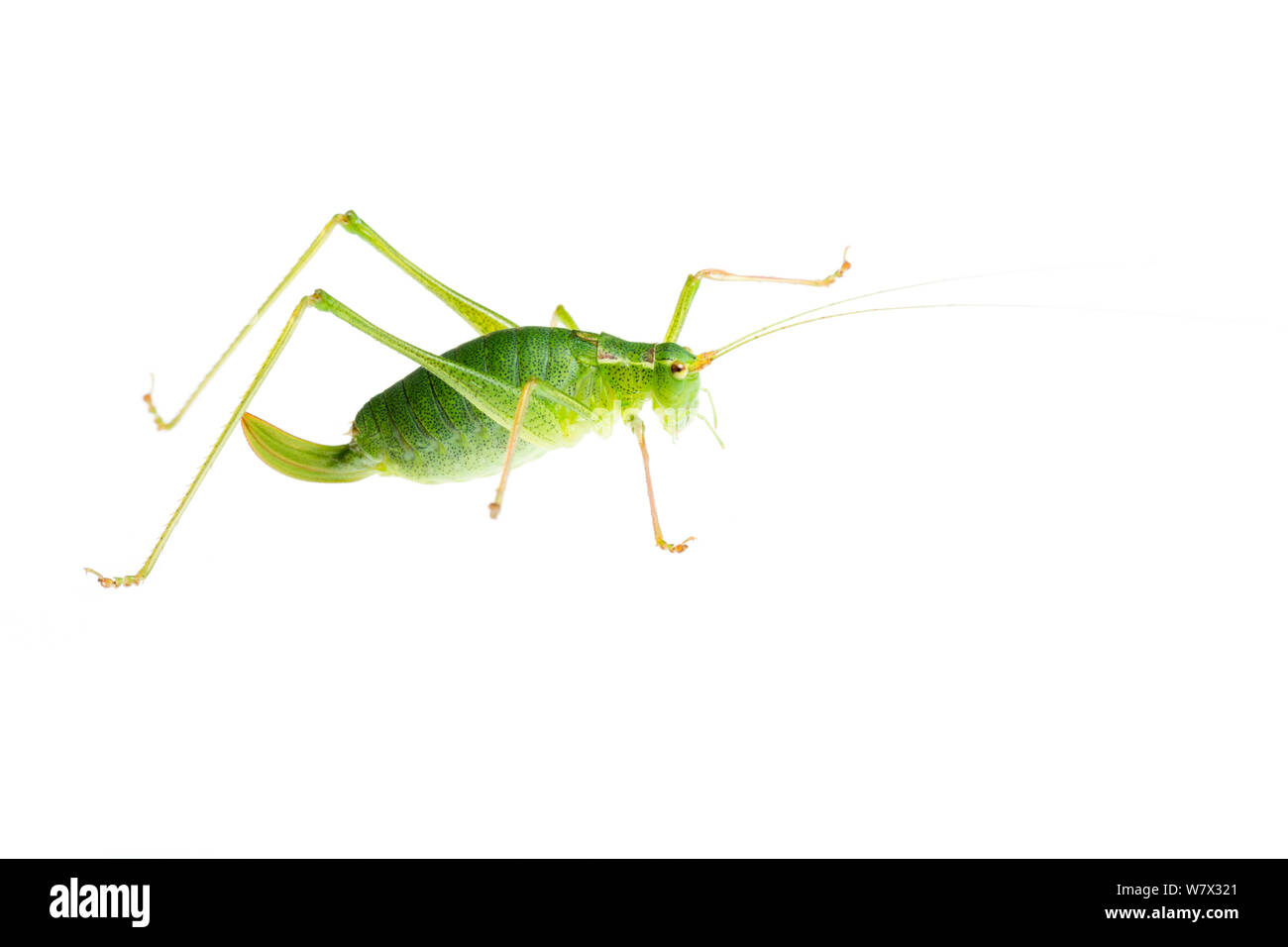 Gesprenkelten Busch - Kricket (Leptophyes punctatissima) Weiblich, Maine-et-Loire, Frankreich, August. meetyourneighbors.net Projekt. Stockfoto