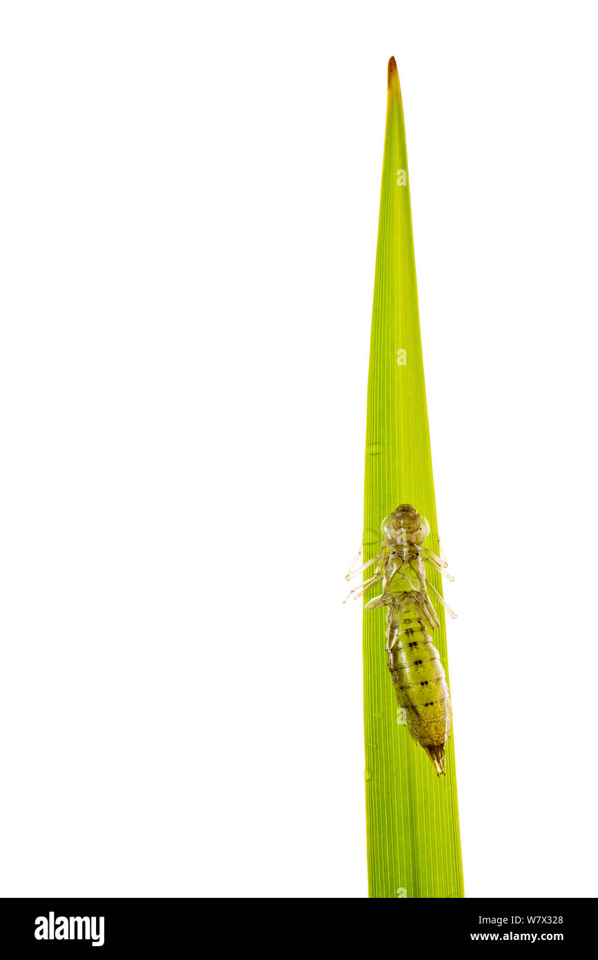 Dragonfly exuvia auf Gras nach Entstehung, Maine-et-Loire, Frankreich, Juni. meetyourneighbors.net Projekt. Stockfoto