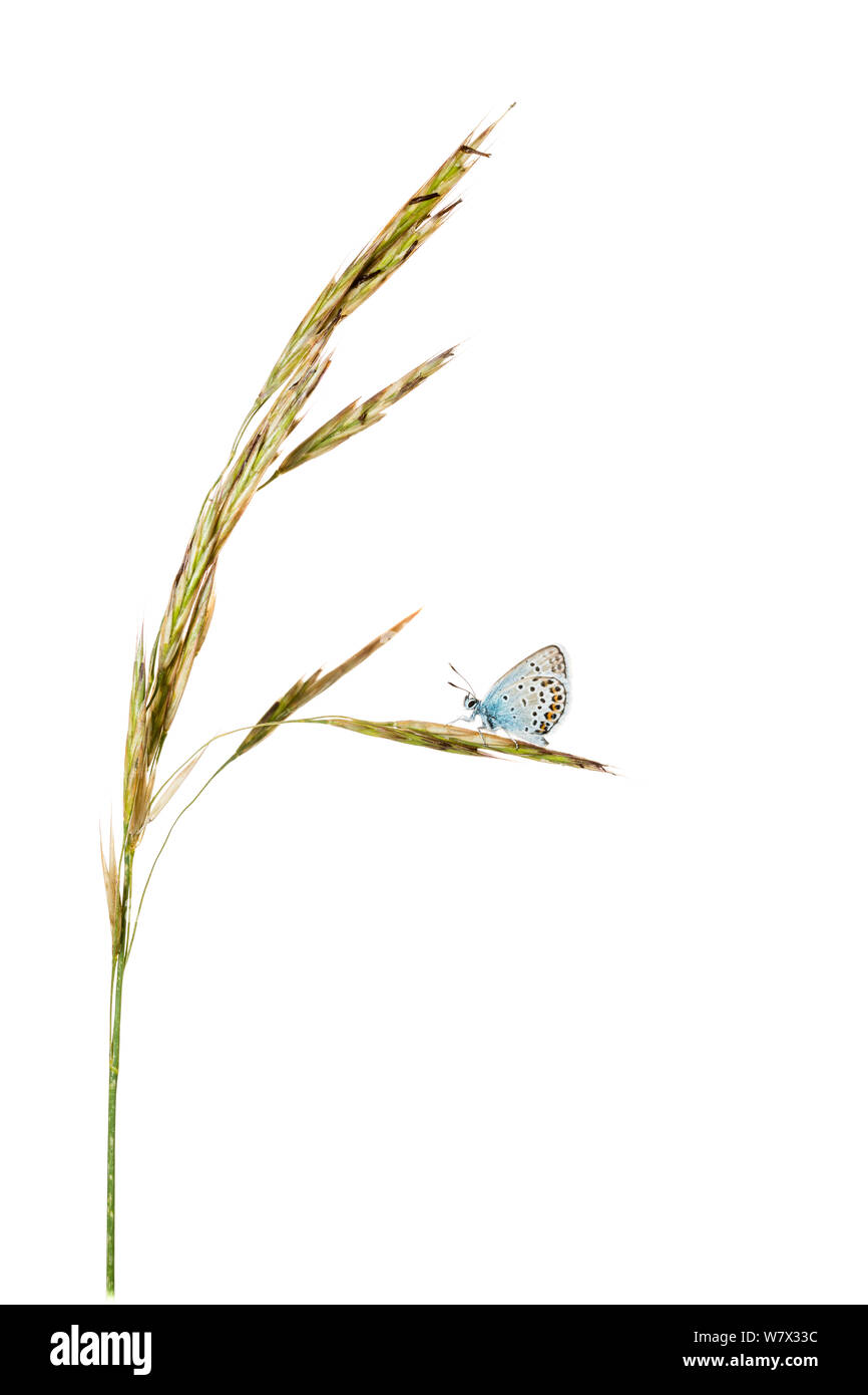Silber - verzierte blauer Schmetterling (Plebejus argus) auf Gras, Hautes-Alpes, Naturpark Queyras, Frankreich, Juli. meetyourneighbors.net Projekt. Stockfoto