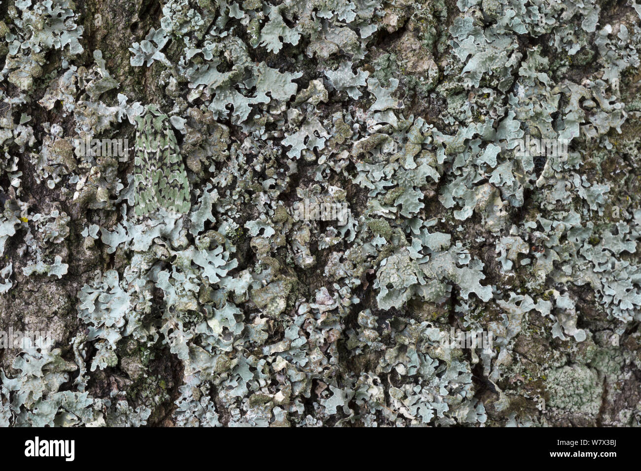 Merveille-du-jour Motte (Dichonia aprilina), auf Flechten getarnt. Die National Forest, Leicestershire, UK. September. Stockfoto