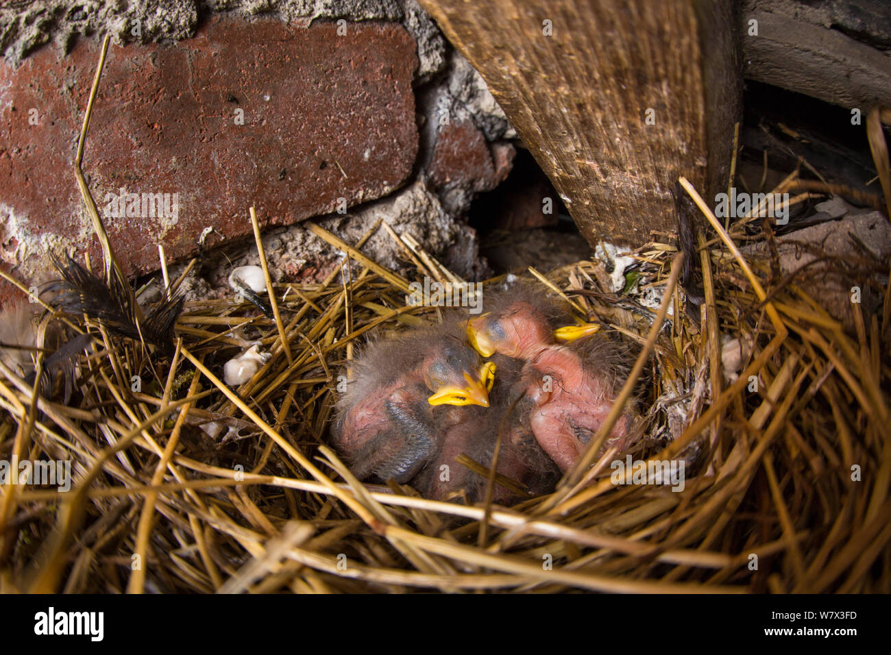 Haussperling (Passer domesticus) Nest mit Babys im Dachgeschoss. Derbyshire, Großbritannien. Mai. Stockfoto