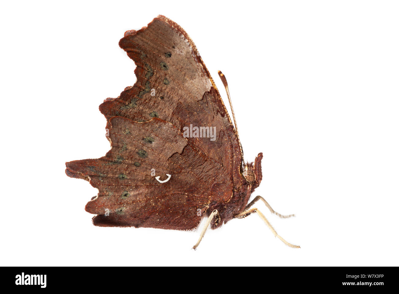 Komma Schmetterling (Polygonia c-Album) auf einem weißen Hintergrund. Nationalpark Peak District, Derbyshire, UK. September. Stockfoto