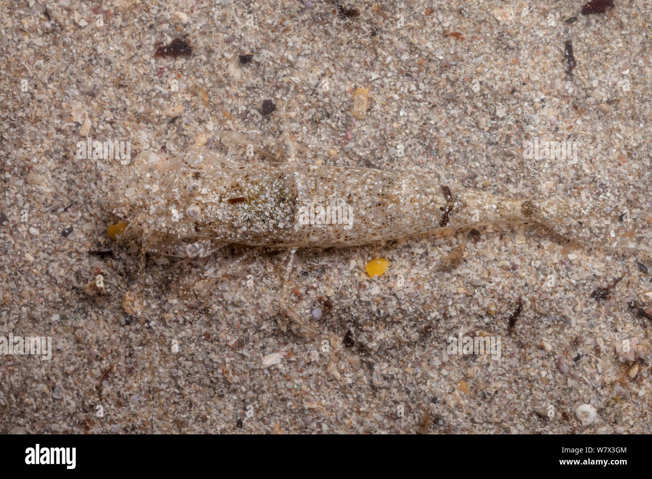 Braun/Gemeinsame Garnelen (Crangon crangon) im Sand getarnt. Isle of Mull, Schottland, Großbritannien. Juni. Stockfoto