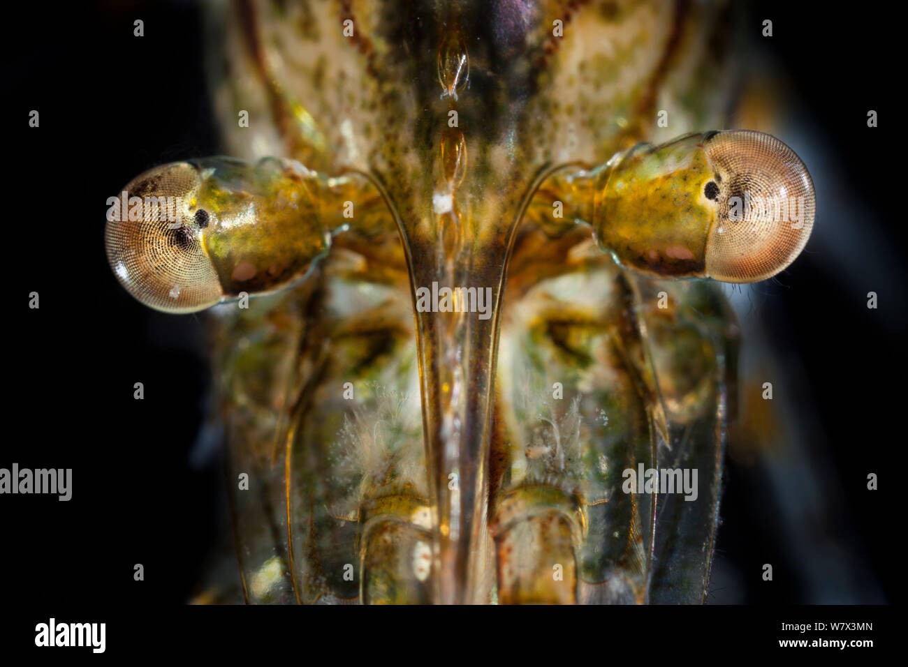 Gemeinsame Garnelen (Palaemon serratus) Nahaufnahme zeigt die Überlagerung mit Augen, im mobilen Bereich Studio getroffen, Isle of Mull, Schottland, Großbritannien. Juni. Stockfoto