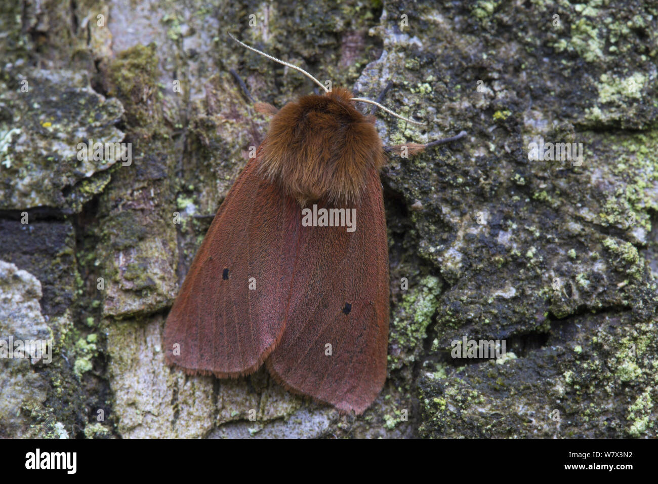 Ruby Tiger Moth (Phragmatobia fuliginosa) Oxfordshire, UK. Juli. Stockfoto