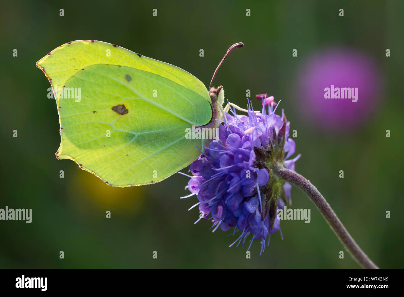 Zitronenfalter (Gonepteryx rhamni) auf Devil's bit Scabious (Succisa pratensis). Nationalpark Peak District, Derbyshire, UK. August. Stockfoto