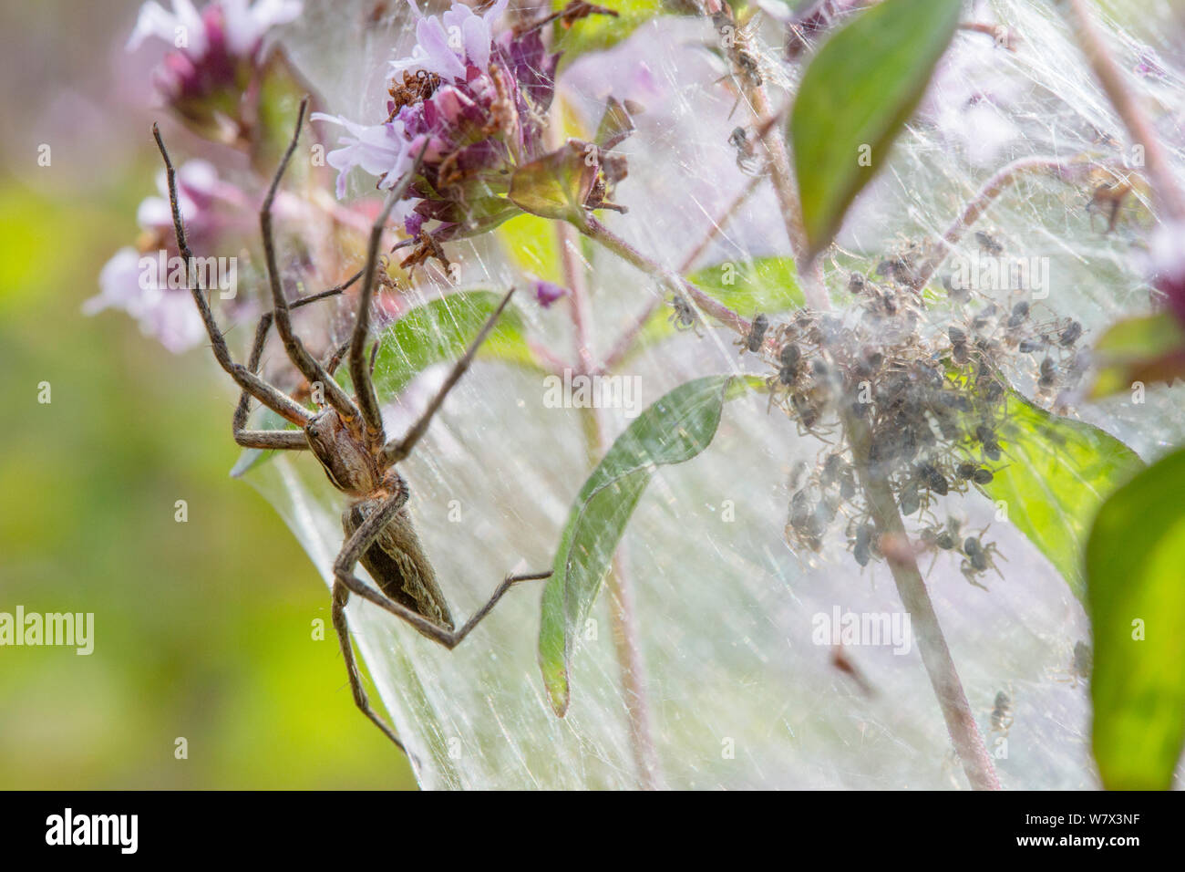 Baumschule Web Spider (Pisaura mirabilis) Mutter auf Kindergarten Web mit neu entstandenen Spiderlings. Nationalpark Peak District, Derbyshire. UK. Juli. Stockfoto