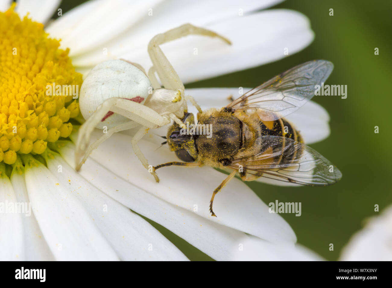 Weiße Form der Goldrute Crab Spider (Misumenia vatia) auf ox Auge daisy flower mit Wasp Beute, Devon, UK getarnt. Juni. Stockfoto
