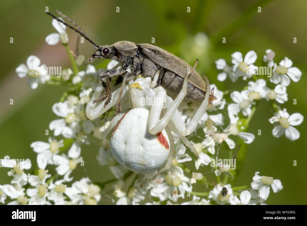 Weiße Form der Goldrute Crab Spider (Misumenia vatia) auf umbellifer Blumen mit Käfer Beute, Devon, UK getarnt. Juni. Stockfoto