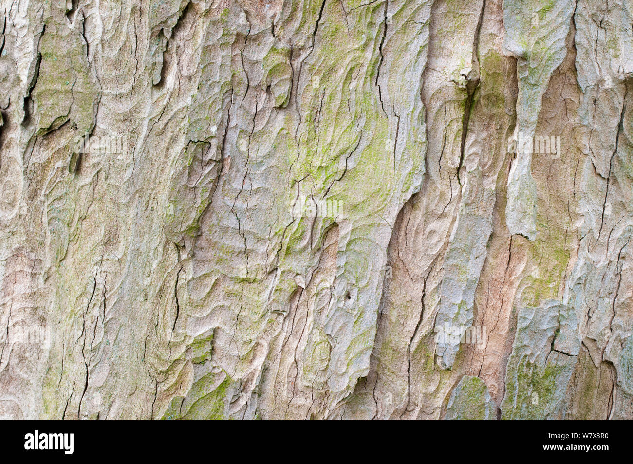 Platane Rinde (Acer pseudoplatanus) auf einer ausgereiften Baum. Peak District National Park, Derbshire, UK. April. Stockfoto