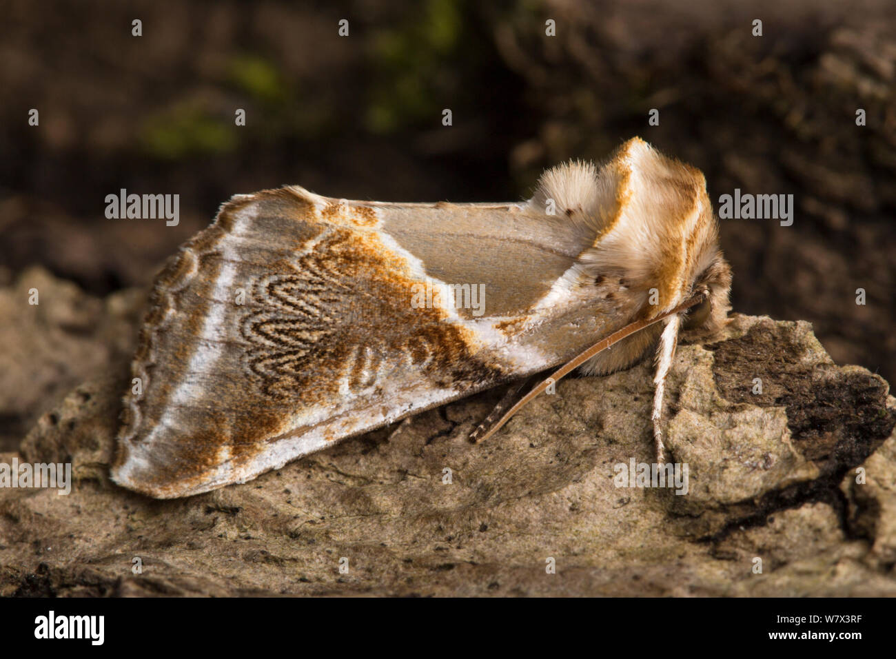 Habrosyne pyritoides Buff Bögen () Motte, Nationalpark Peak District, Derbyshire, UK. Juli. Stockfoto