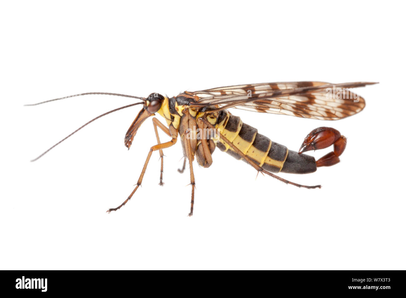 Gemeinsame Scorpion Fliegen männlich (Panorpa communis) auf einem weißen Hintergrund im mobilen Bereich Studio. Nordtirol, Tirol, Alpen, Österreich. August. Stockfoto