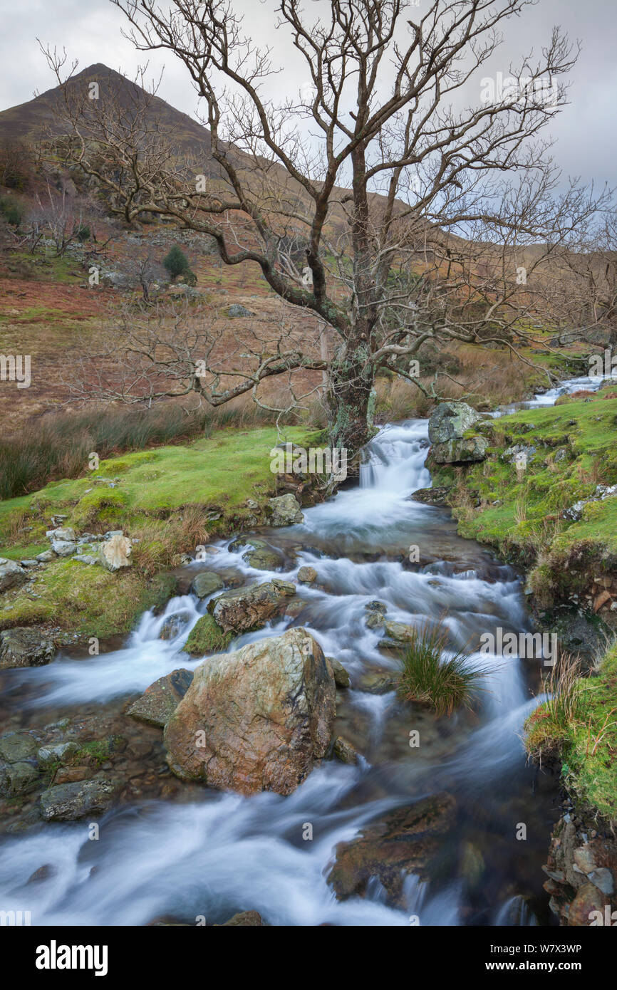 Whiteless Hecht mit Asche Baum im Vordergrund. Nationalpark Lake District, Cumbria, UK. Februar 2014. Stockfoto