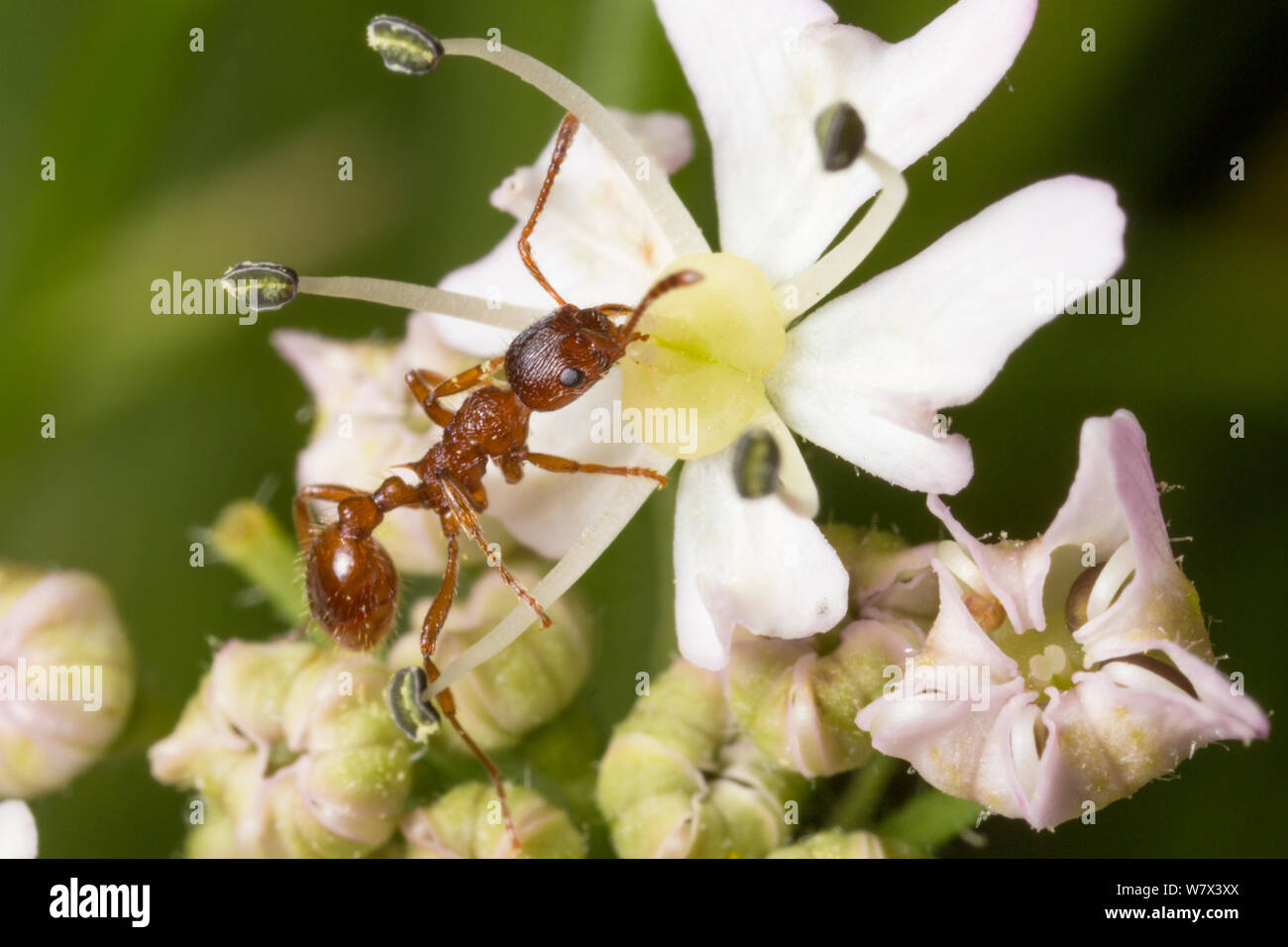 Red Ant (Myrmica rubra) Fütterung auf umbellifer Blume. Nationalpark Peak District, Derbyshire, UK. Juni. Stockfoto