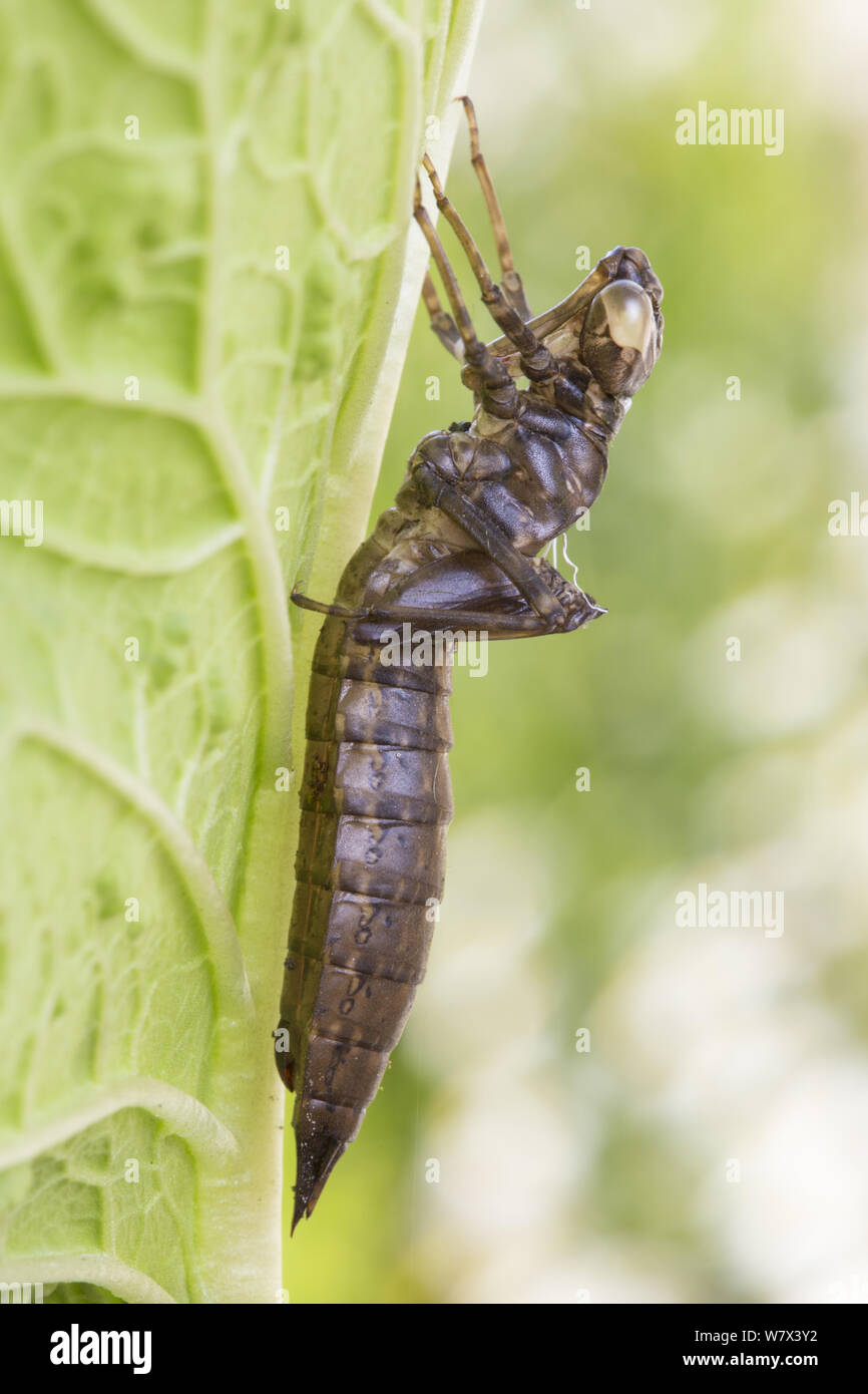 Leeren Larven Exoskelett aus vor kurzem entstandene Southern Hawker Dragonfly (Aeshna cyanea) Derbyshire, Großbritannien. Juni. Stockfoto