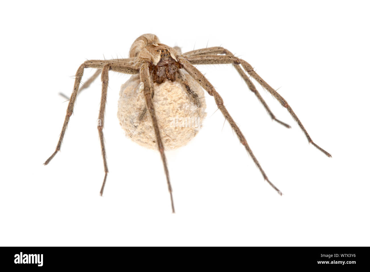 Baumschule Web Spider (Pisaura mirabilis) weibliche Durchführung ei sac, vor einem weißen Hintergrund. Nationalpark Peak District, Derbyshire, UK. Juni. Stockfoto
