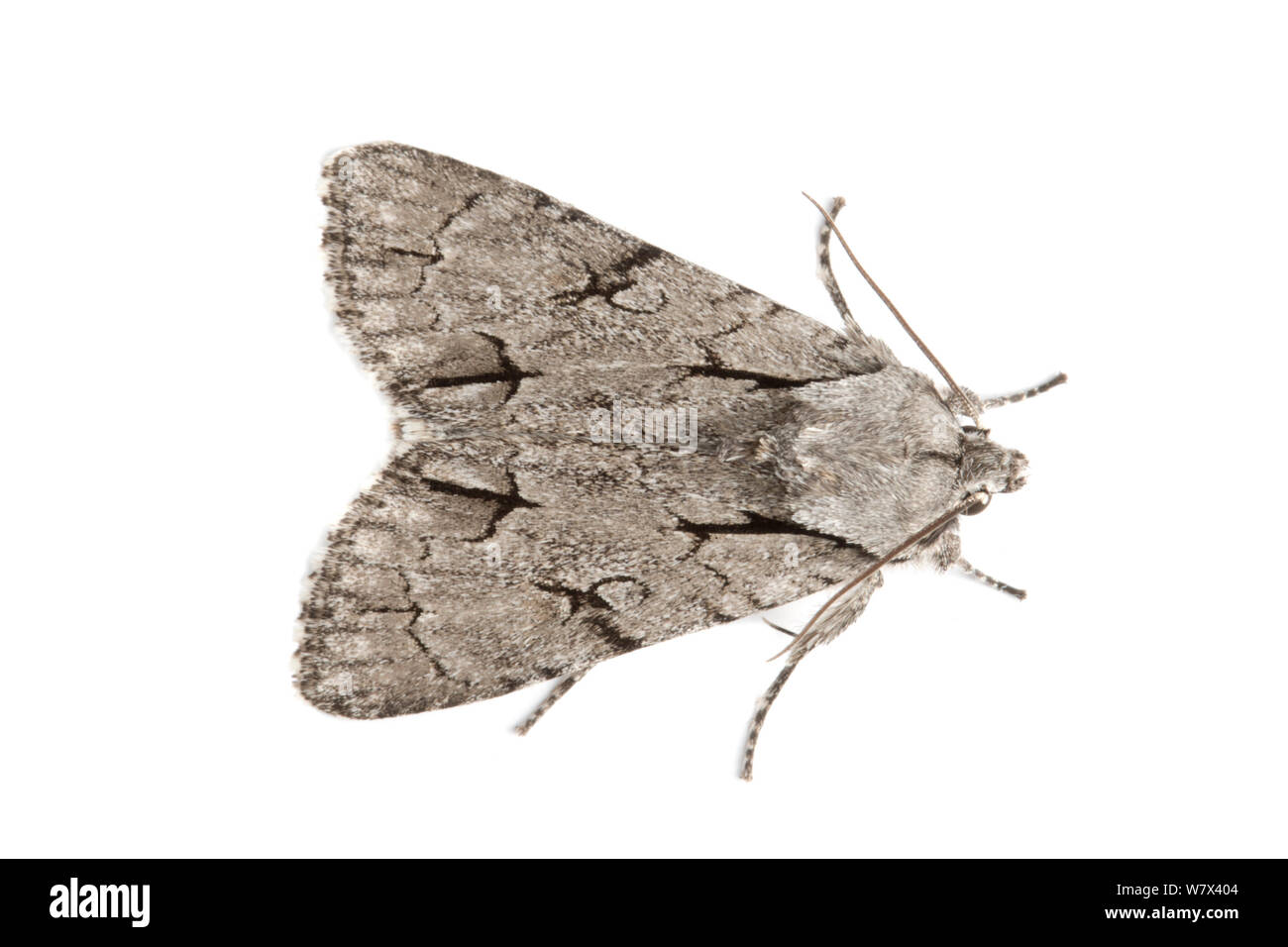 Grau Dolch (Acronicta psi) Motte, Nationalpark Peak District, Derbyshire, UK. Juni. Stockfoto