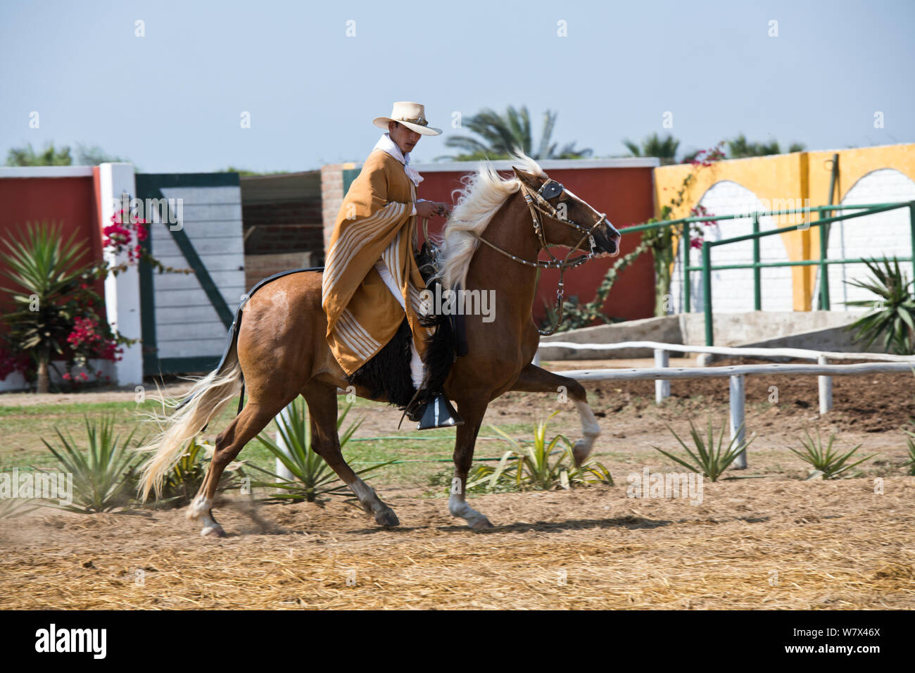 Paso Pferde von Truijillo, drittgrößte Stadt in Peru, Südamerika Stockfoto