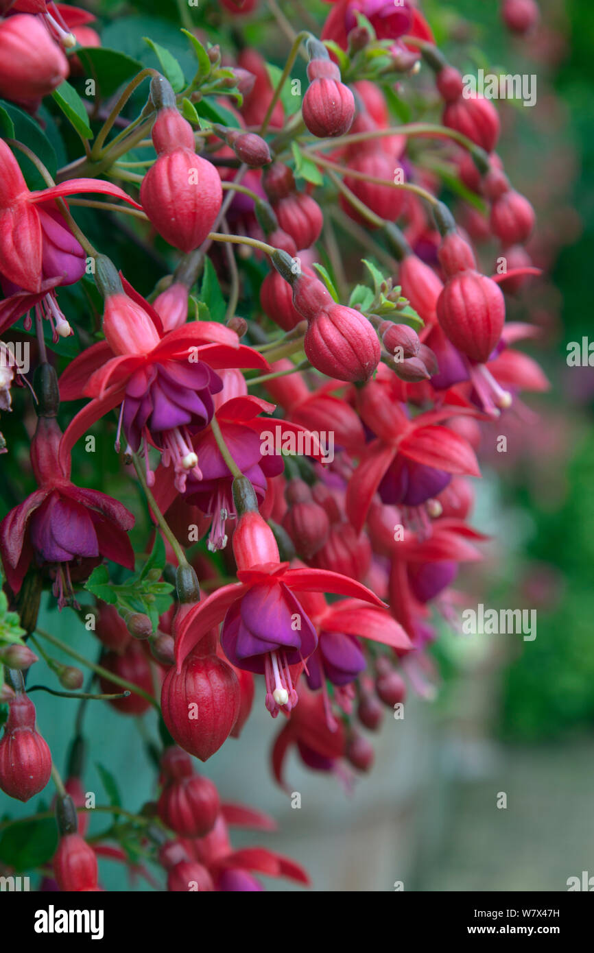 Fuchsia&#39; Royal Velvet&#39; im Container, Norfolk, Großbritannien, Juni. Stockfoto