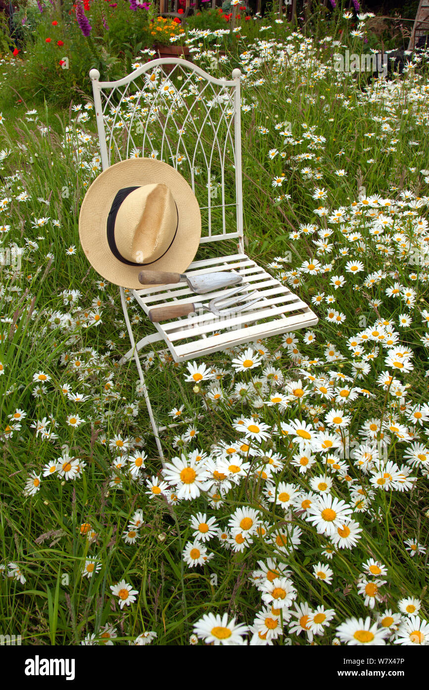 Garten Stuhl und hat unter ox-eye Daises (Leucanthemum vulgare), Großbritannien, Juni. Stockfoto