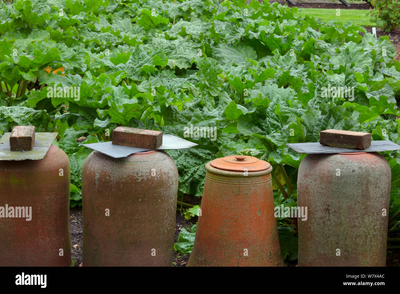 Alte Terrakotta zwingen Töpfen auf Rhabarber Patch. UK, Juni. Stockfoto