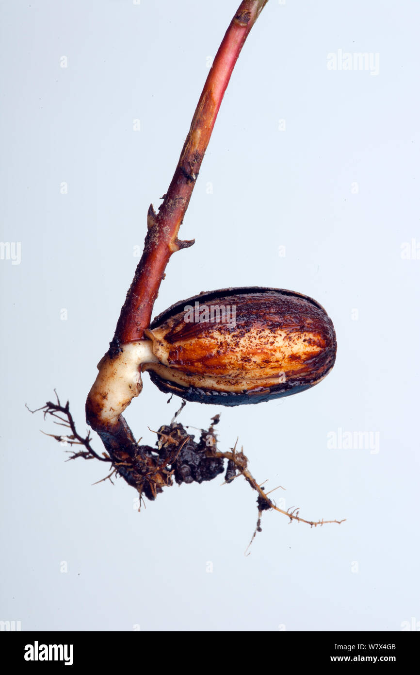 Sämling Eiche (Quercus robur) Wurzeln und Samen falle, aus der es gewachsen ist Stockfoto