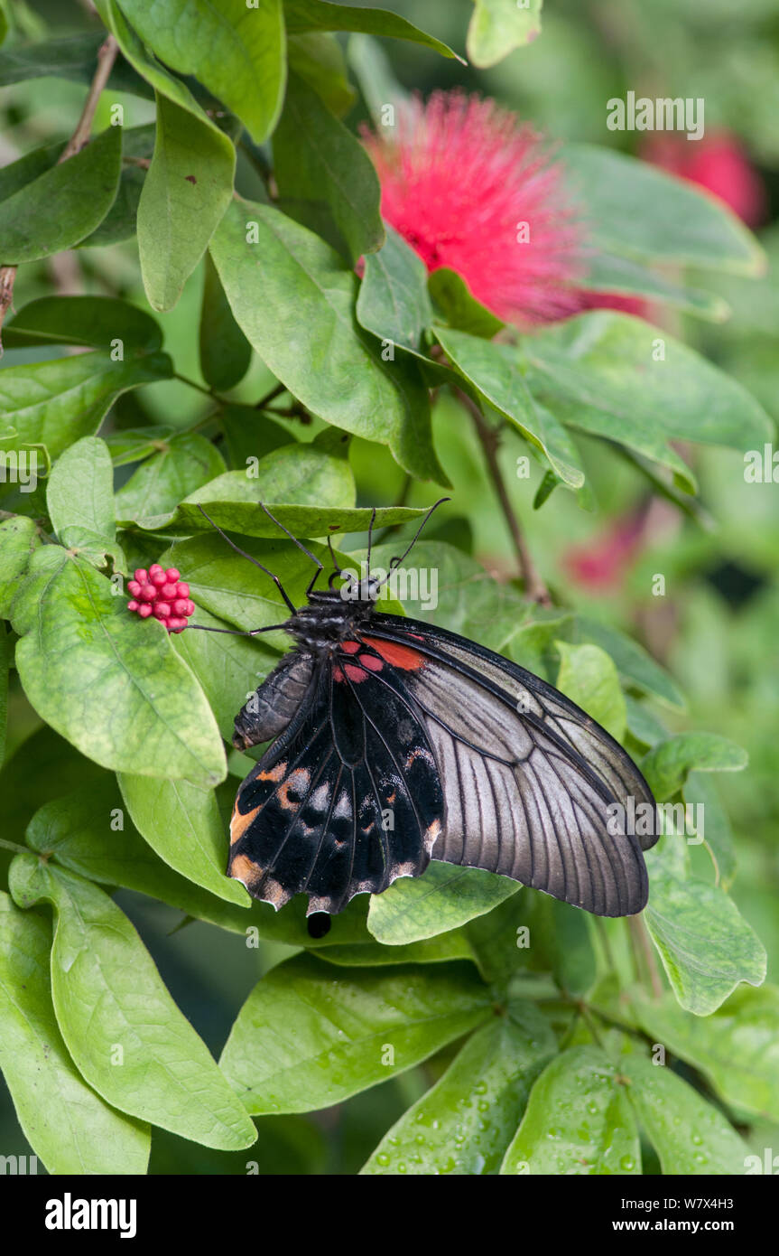 Scarlet Mormon (Papilio rumanzovia), gefangen. Tritt im südlichen Asien und Australasien. Stockfoto