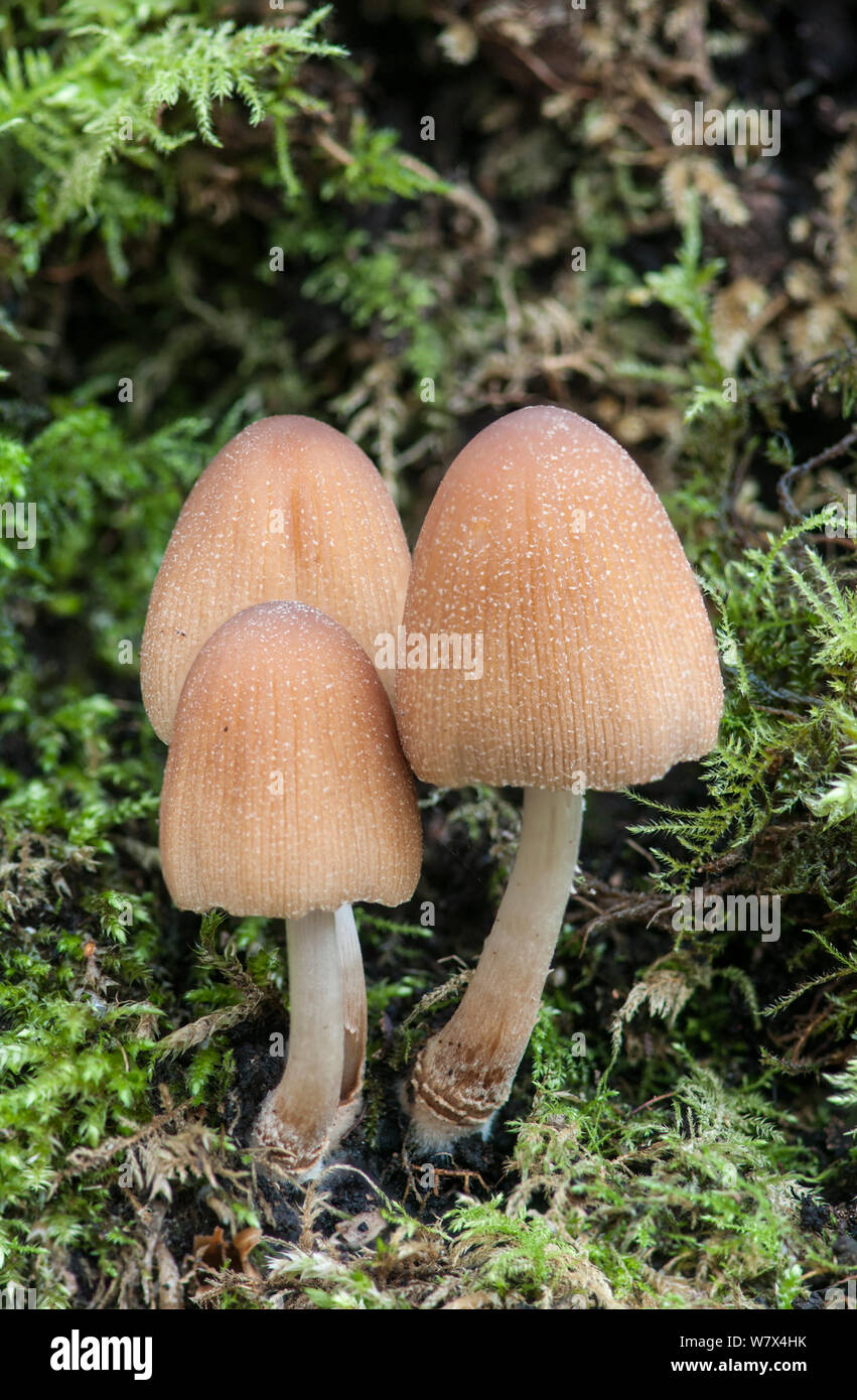 Glitzernde inkcap Pilz (Coprinus micaceus)/Coprinellus, Surrey, England, Februar. Stockfoto