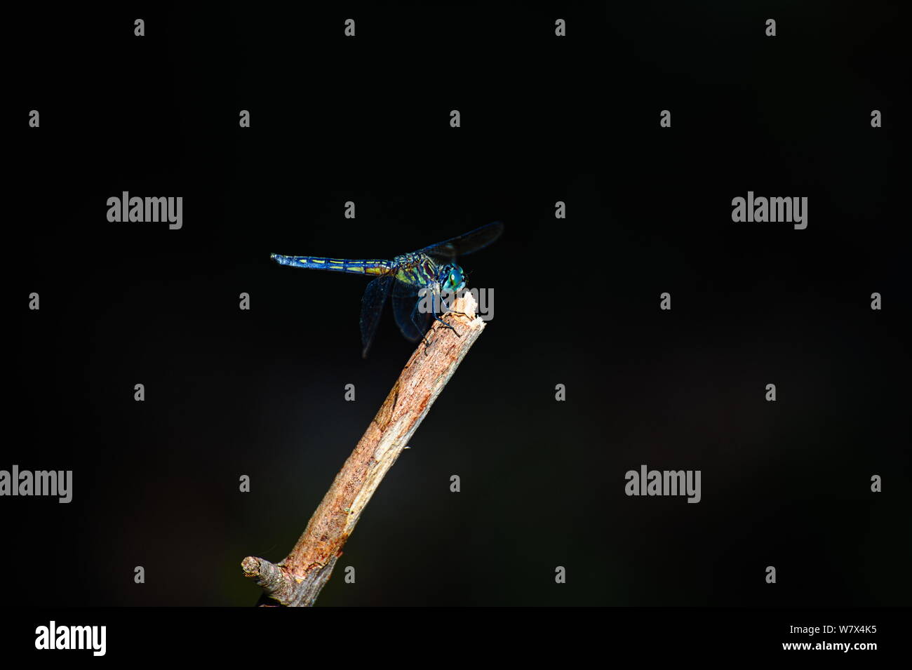 Eine Libelle ruht auf einem Stick in einem Wald in Massachusetts, USA. Stockfoto