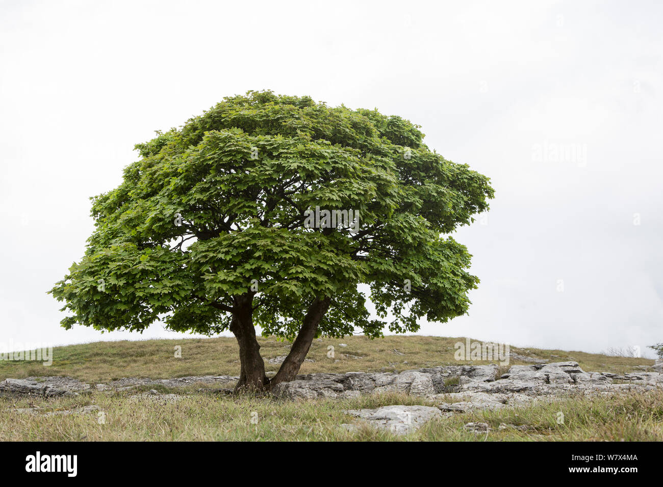 Sycamore Tree (Acer pseudoplatanus) wachsende auf Kalkstein Pflaster, Lancashire, UK. Mai. Stockfoto