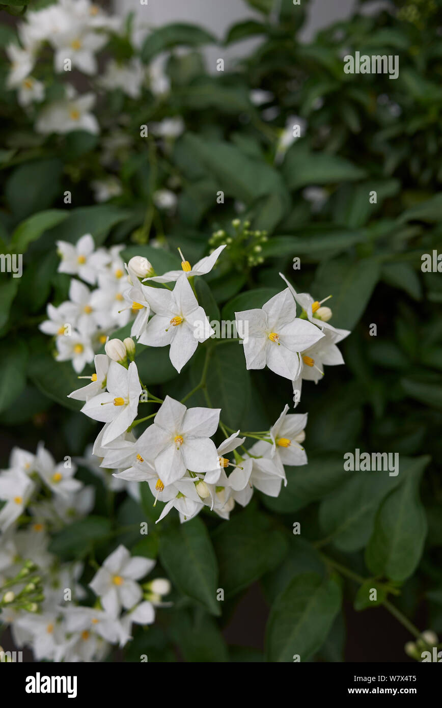 Weiß blütenstand von Solanum laxum Rebe Stockfoto