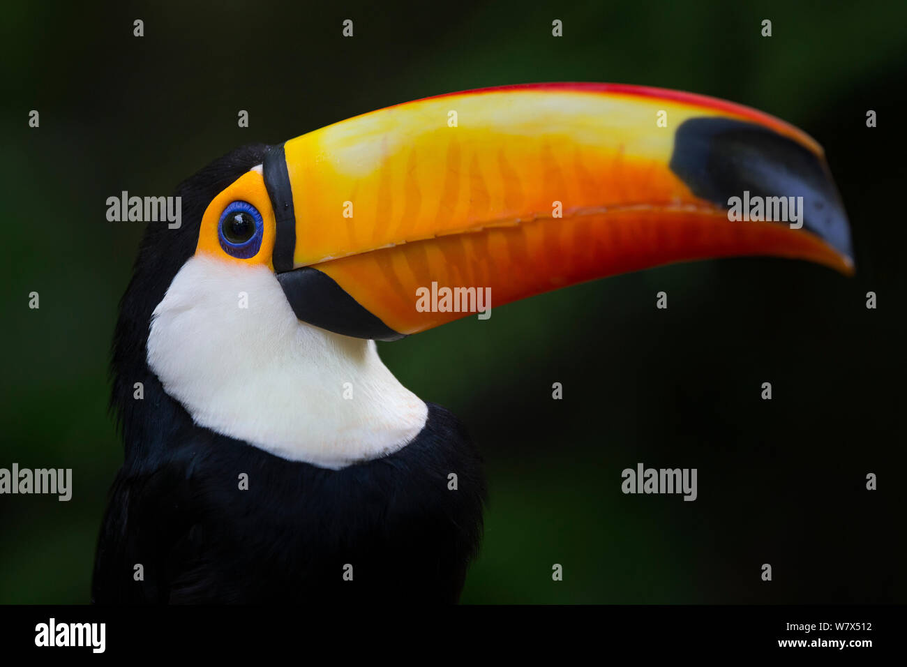 Riesentukan (Ramphastos toco) gefangen, aus Südamerika. Stockfoto