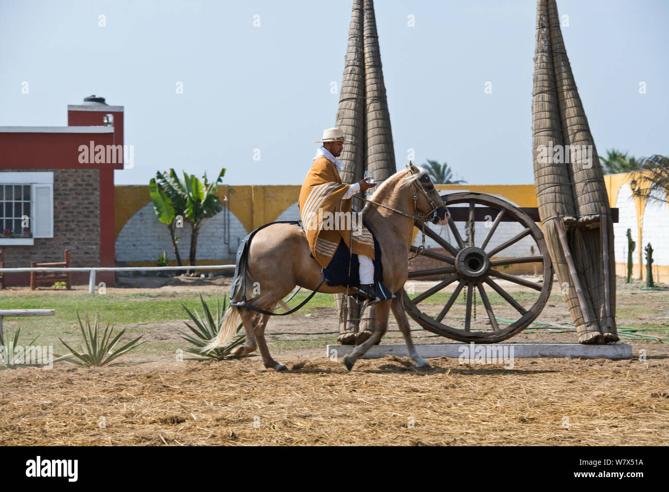 Paso Pferde von Truijillo, drittgrößte Stadt in Peru, Südamerika Stockfoto