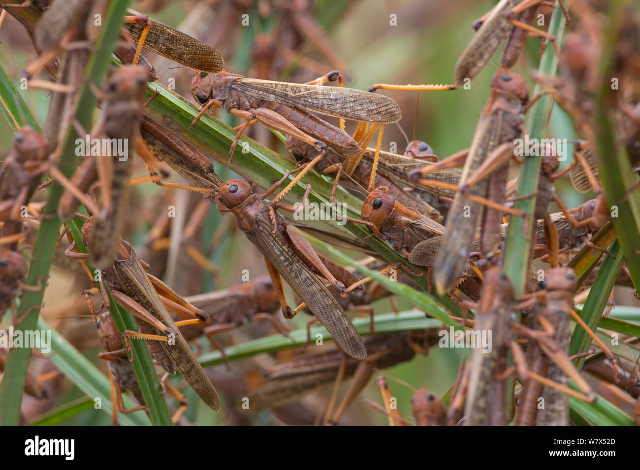 Wandernde Heuschrecken (Locusta migratoria capito) erwachsene Tiere füttern und Ruhen, im Gras, in der Nähe von Isalo Nationalpark, Madagaskar. August 2013. Stockfoto