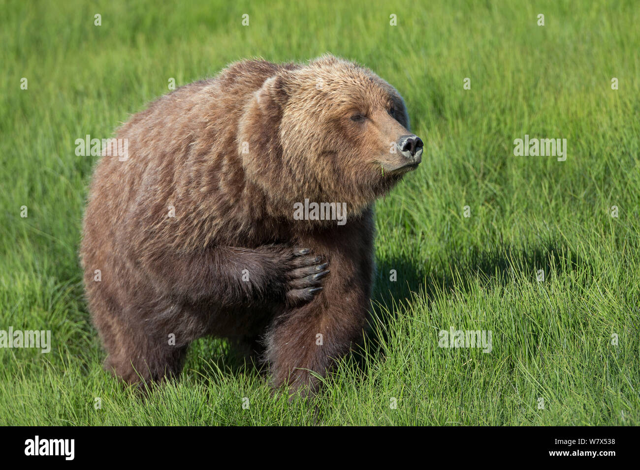 Grizzly Bear-/Küstenbereich Braunbär (Ursus arctos Horribilis) selbst Kratzen, Lake Clark National Park, Alaska, USA. Juni. Stockfoto