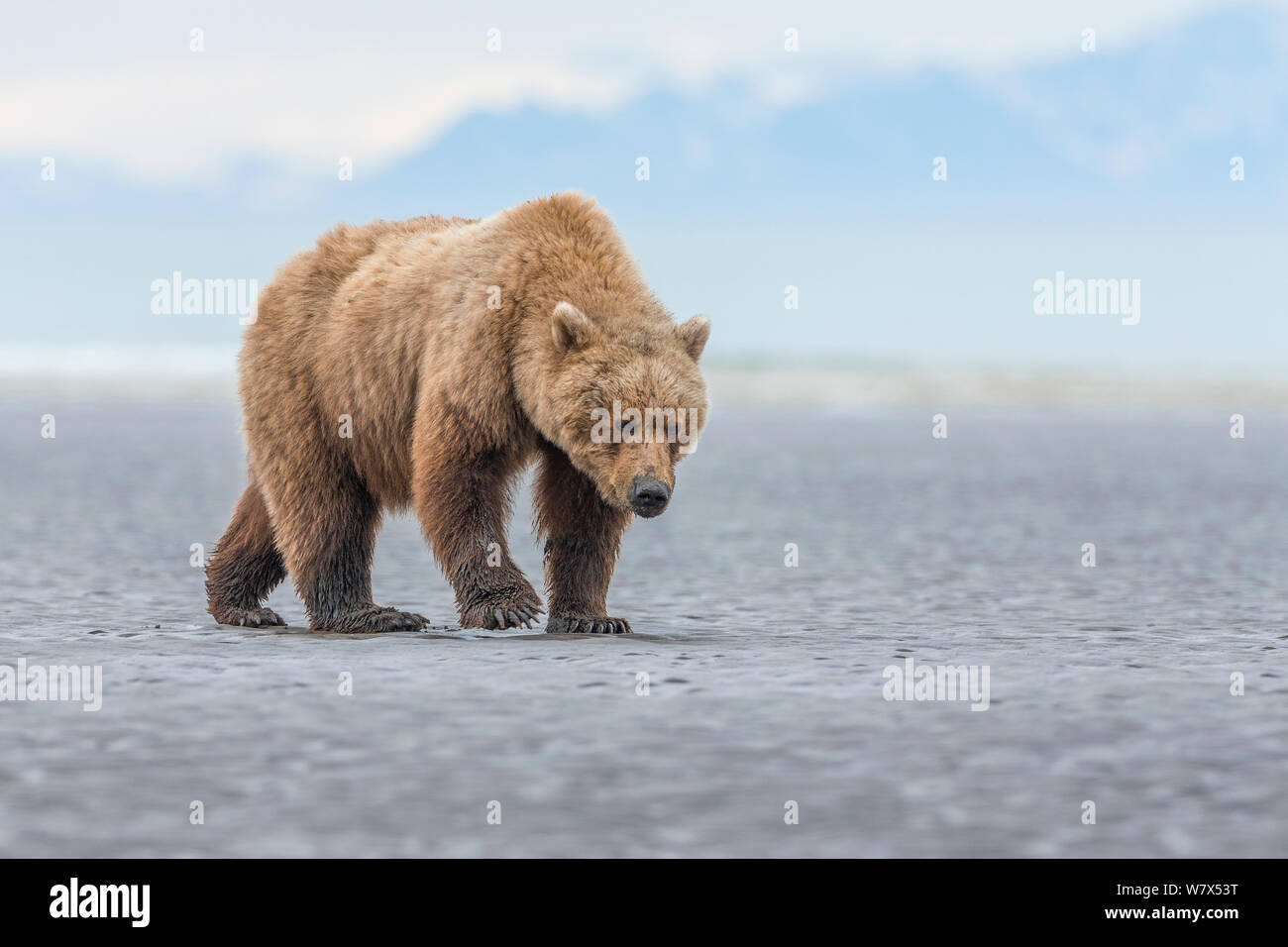 Grizzly Bear-/Küstenbereich Braunbär (Ursus arctos Horribilis) Wandern auf Wattflächen, Lake Clark National Park, Alaska, USA. Juni. Stockfoto