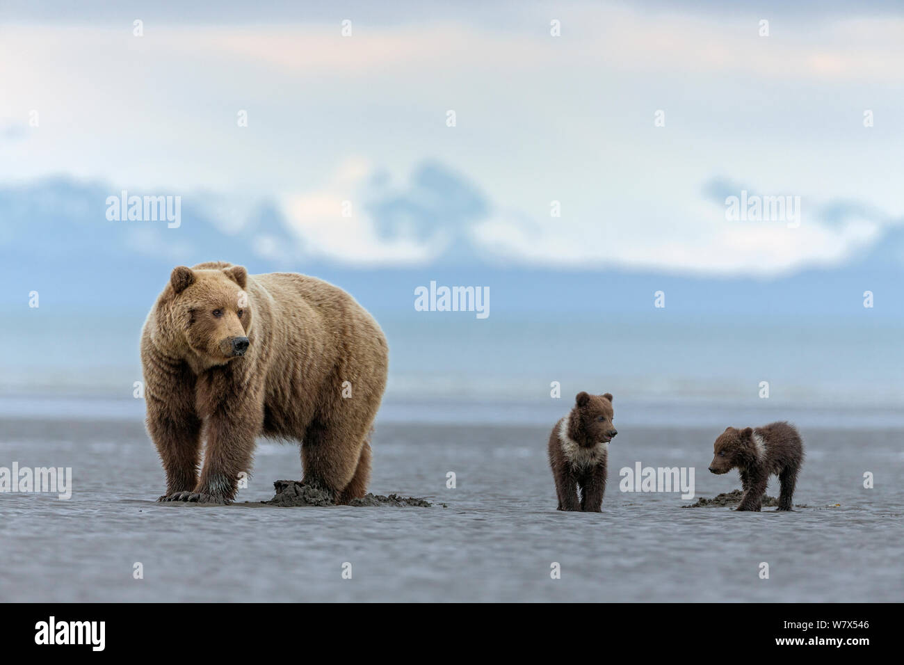 Grizzly Bear-/Küstenbereich Braunbär (Ursus arctos Horribilis) Mutter mit Spring cubs Graben für Muscheln auf Wattflächen, Lake Clark National Park, Alaska, USA. Juni. Stockfoto