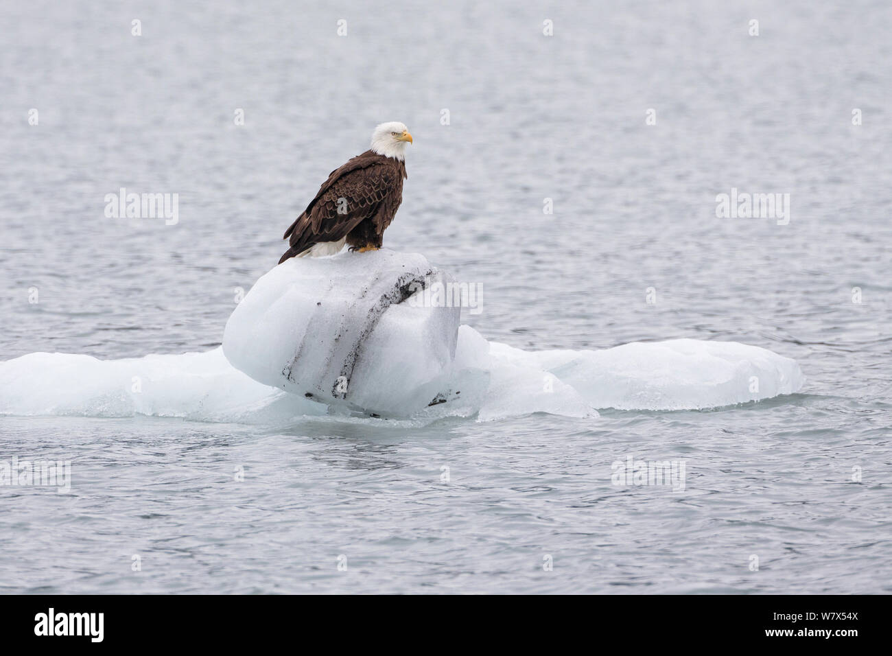 Der Weißkopfseeadler (Haliaeetus leucocephalus) ruht auf Eis, Prince William Sound, Alaska, USA. Juni. Stockfoto