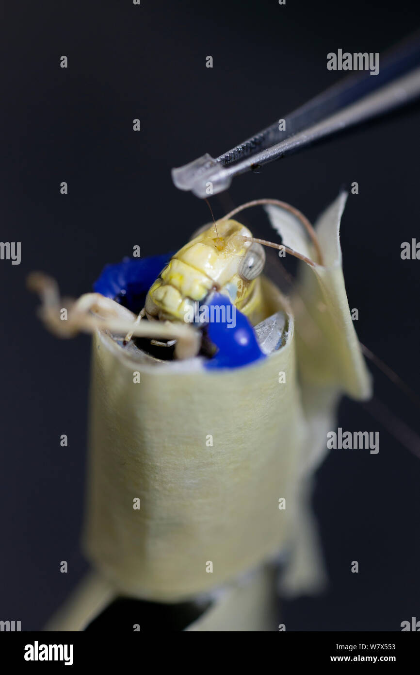 Wissenschaftler Implantation Drähte in das Gehirn von einer Wüste Heuschrecke (Schistocerca Gregaria), Gehirnaktivität zu messen. Philipps-Universität Marburg, Deutschland. November 2013. Stockfoto