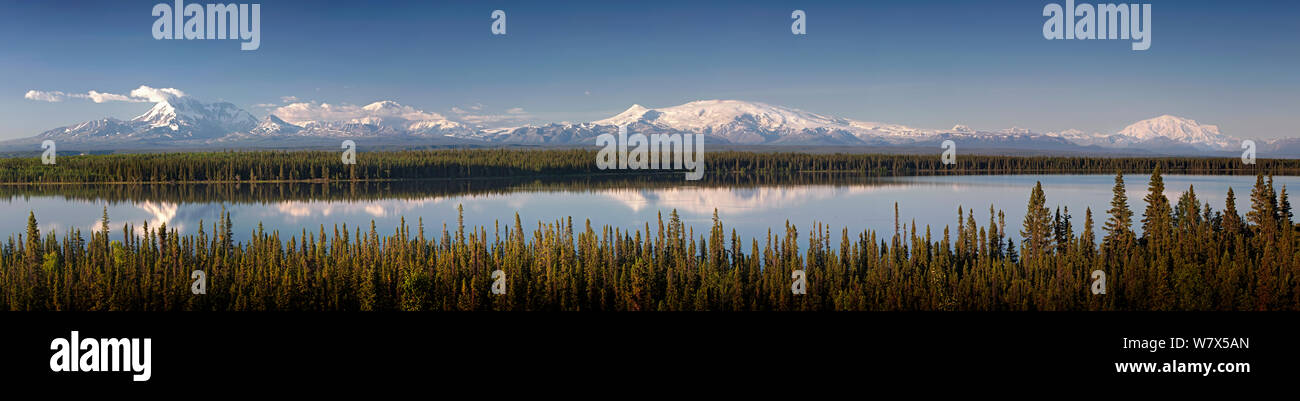 Panoramablick auf die Landschaft von Wrangell - St. Elias National Park, wenige aus Willow Lake mit Reflexion der Gebirge (von links); Mount Drum (3.661 m), Mount Sanford (4.949 m), Mount Wrangell (4.317 m) und Mount Blackburn (1.825 m), Alaska, USA. Juni 2013. Stockfoto