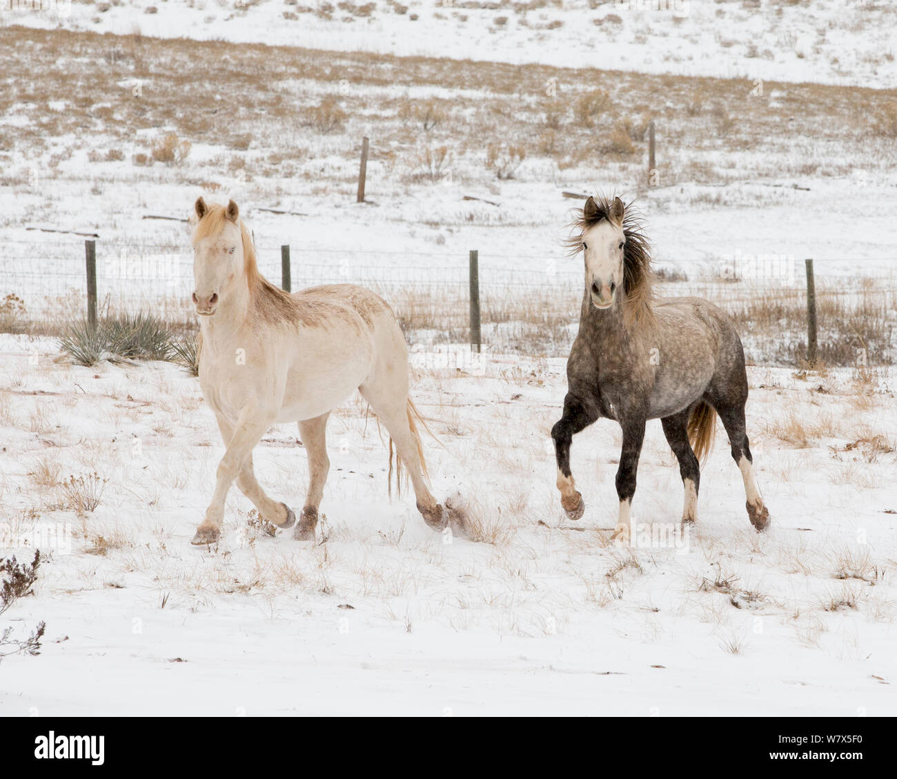 Dapple Grey und Cremollo Mustang Colte, Longmont, Colorado, USA. Stockfoto