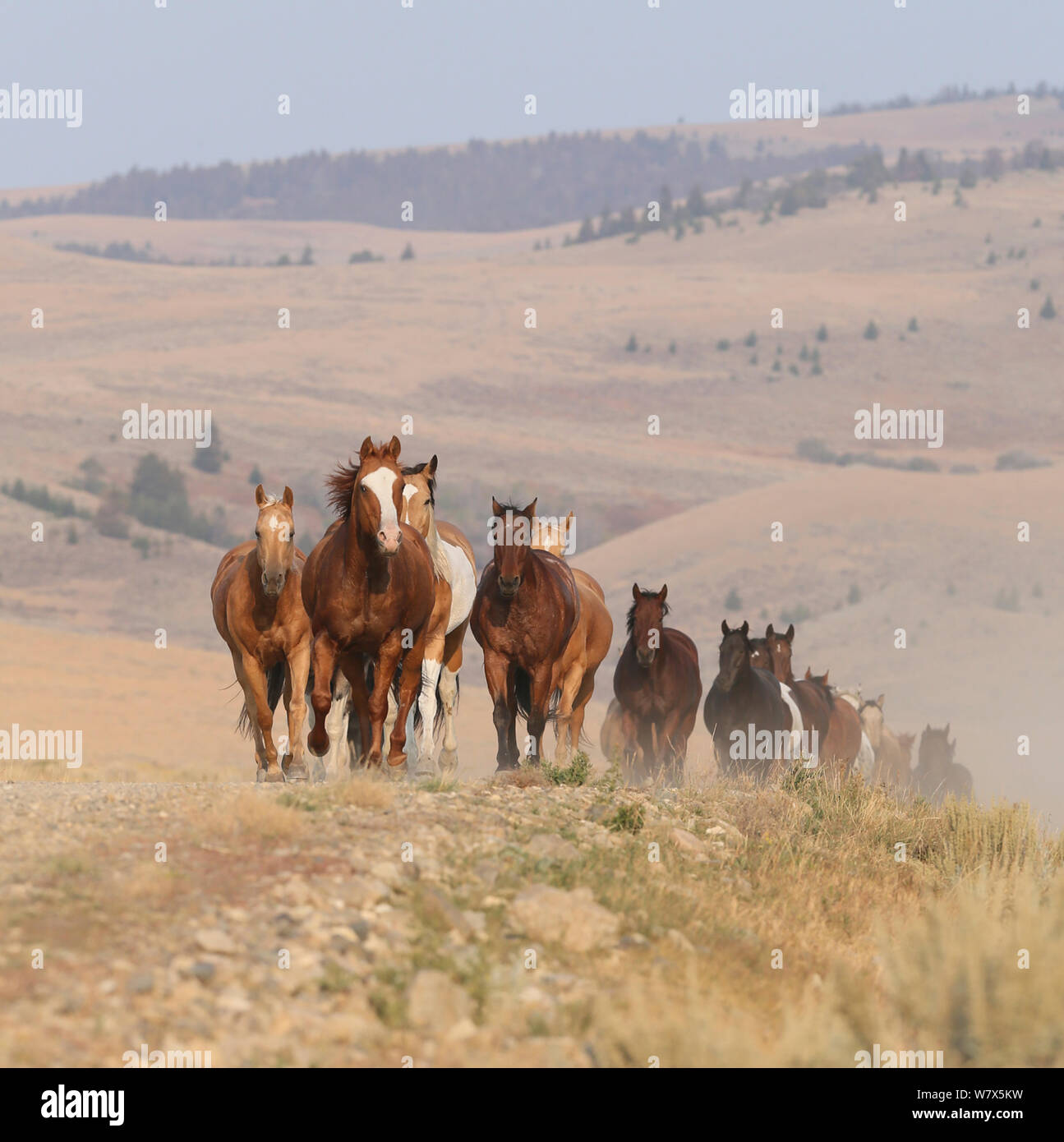 Pferde Ranch, Martinsdale, Montana, USA. Stockfoto