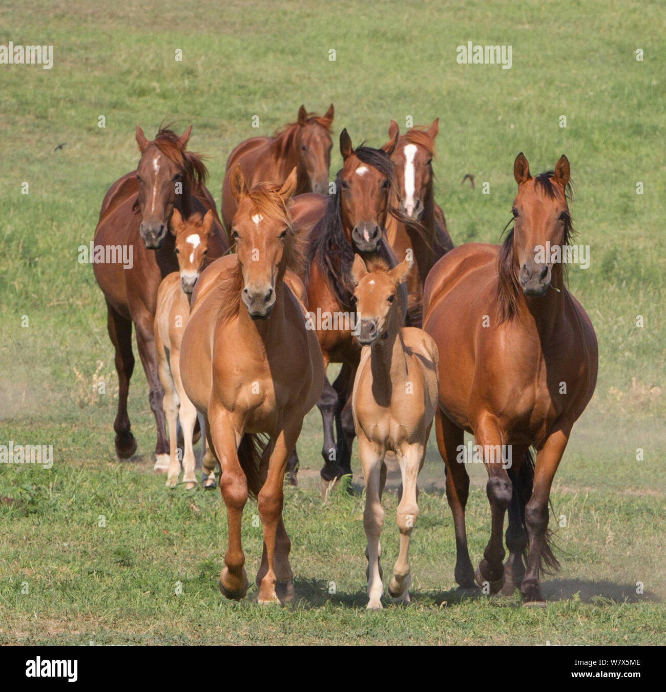 Herde von Quarter Horse Stuten und Fohlen Azteca, Blair, Nebraska, USA. Stockfoto