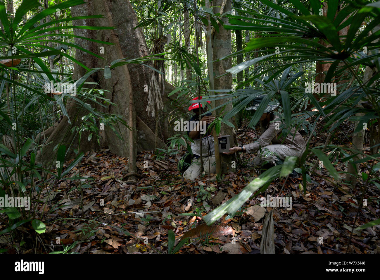 Wissenschaftler einrichten Kamera Falle, in der die Bevölkerung der malaiische Tiger (Panthera tigris Lormieri) Studie, Taman Negara, Malaysia. Stockfoto