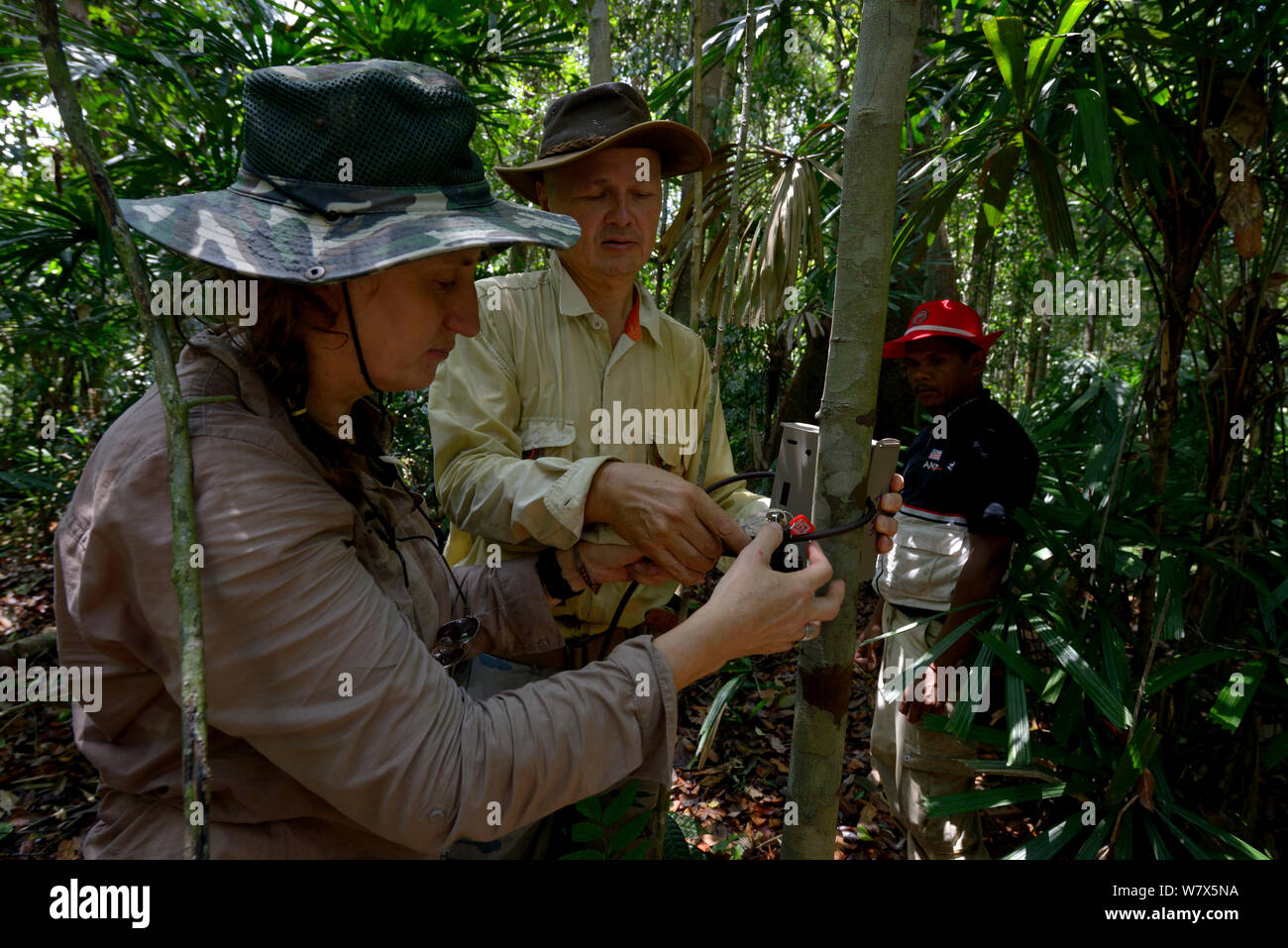 Wissenschaftler einrichten Kamera Falle, in der die Bevölkerung der malaiische Tiger (Panthera tigris Lormieri) Studie, Taman Negara, Malaysia. Stockfoto