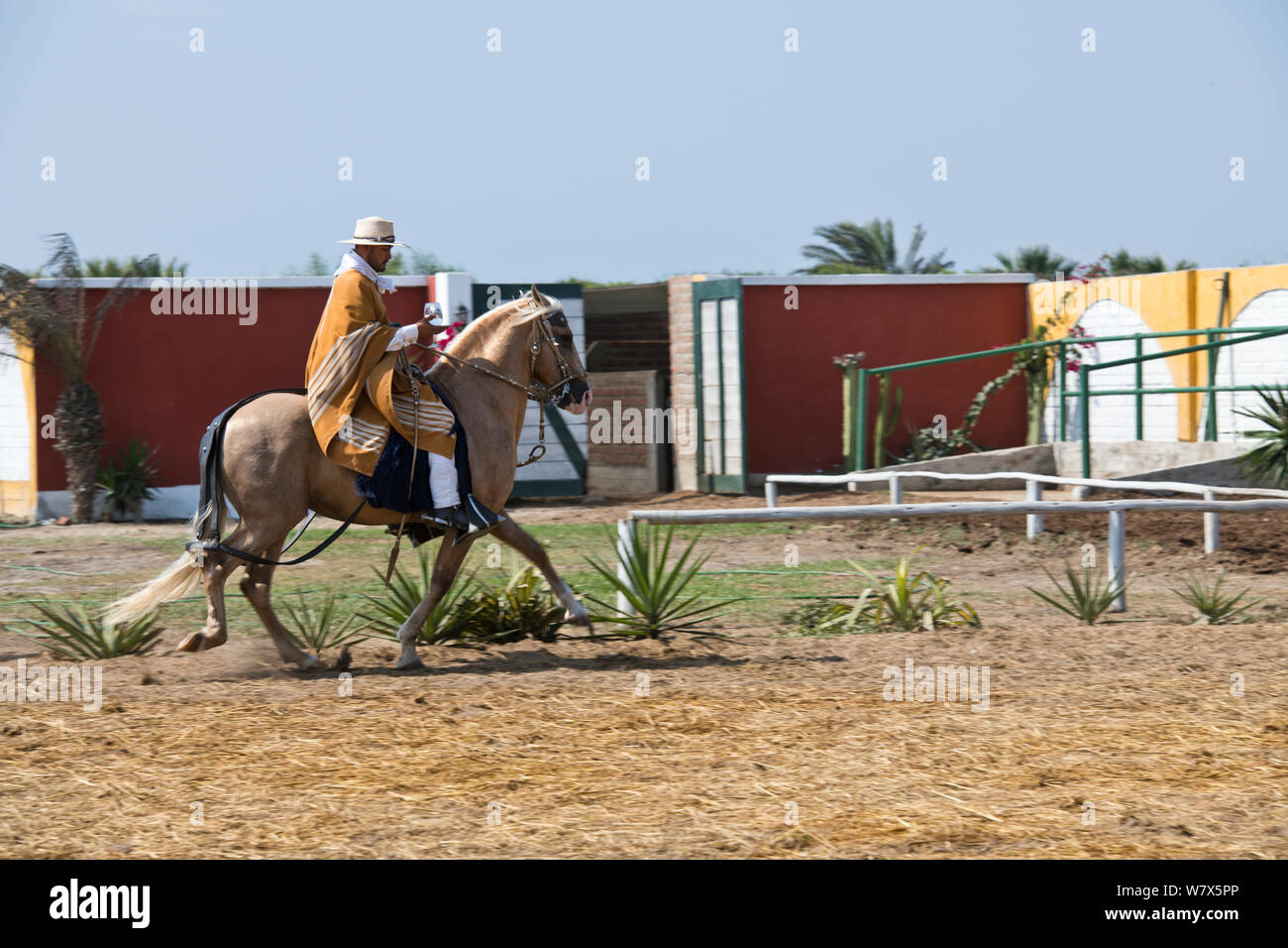 Paso Pferde von Truijillo, drittgrößte Stadt in Peru, Südamerika Stockfoto