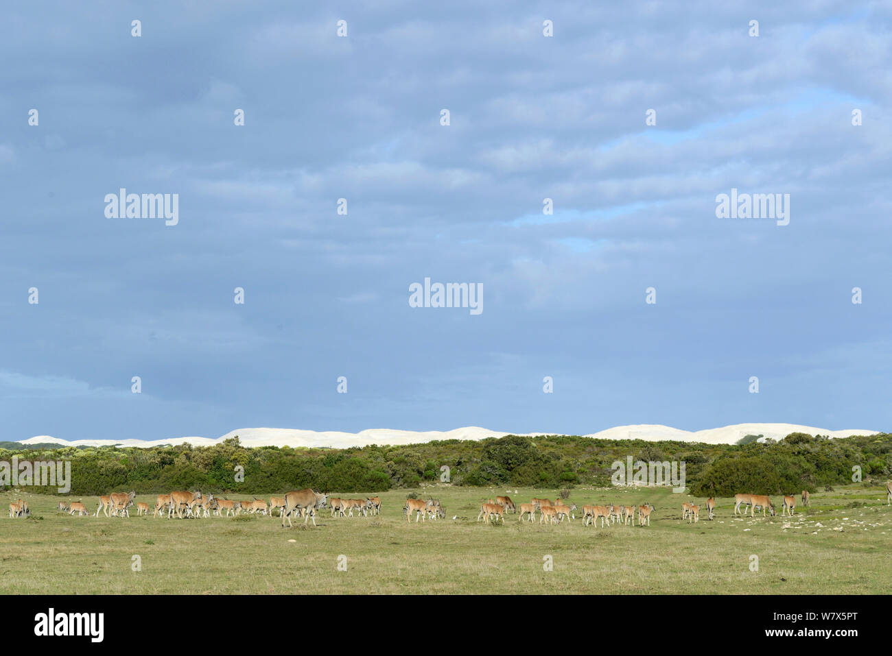Eland (tragelaphus Oryx) Herden und Dünen. De Hoop Nature Reserve, Western Cape, Südafrika. Stockfoto