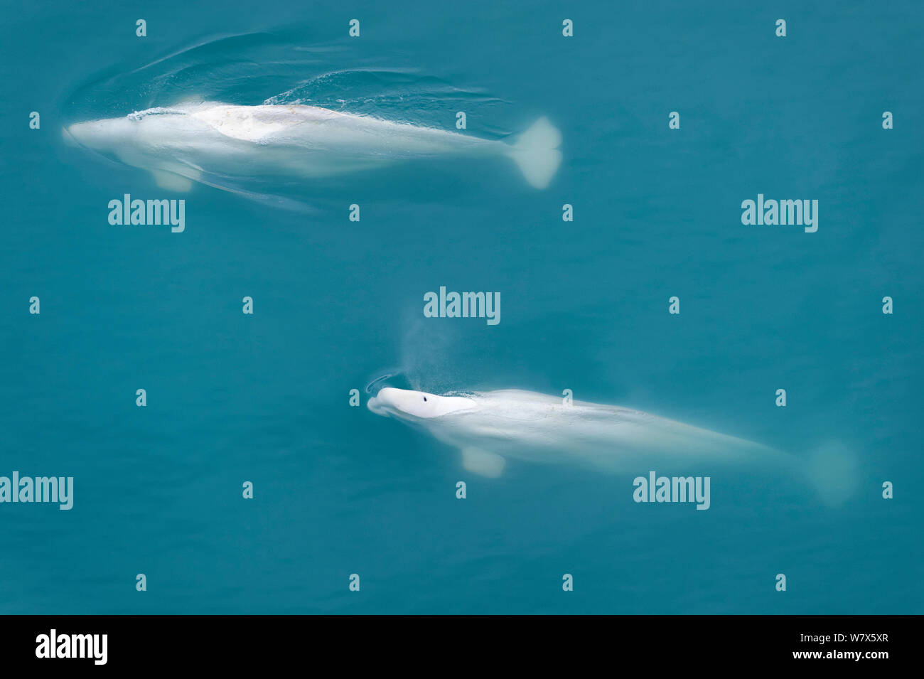 Beluga Wale (Delphinapterus leucas) auftauchen, Luftaufnahme, Svalbard, Norwegen. Juli. Stockfoto