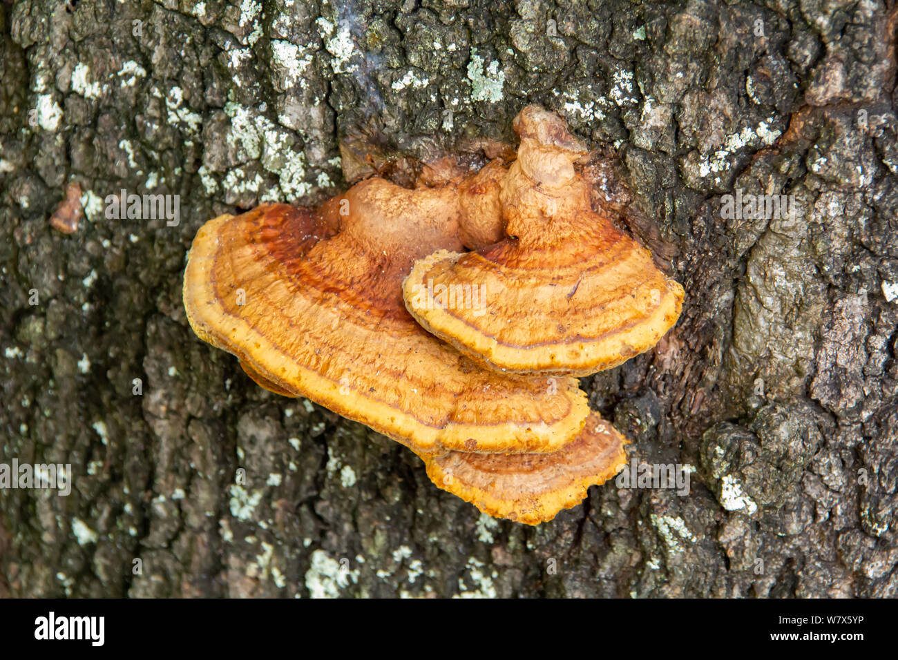 Orange Regal Pilzen auf der Rinde eines Baumes Stockfoto