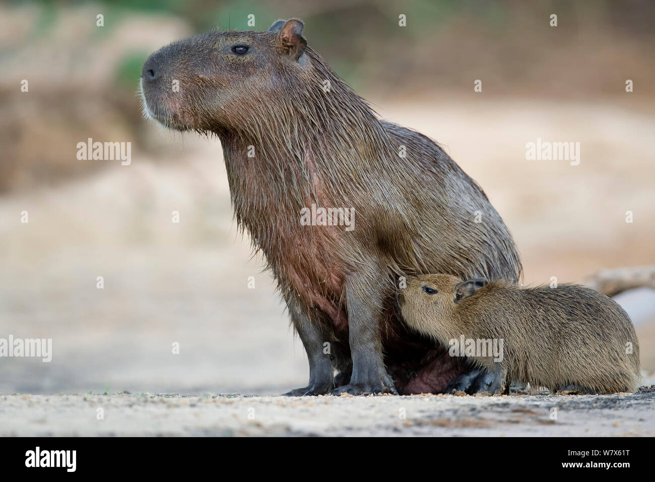 Capybara (Hydrochoerus hydrochaeris) Mutter säugt ihr Baby. Mato Grosso, Pantanal, Brasilien. August. Stockfoto